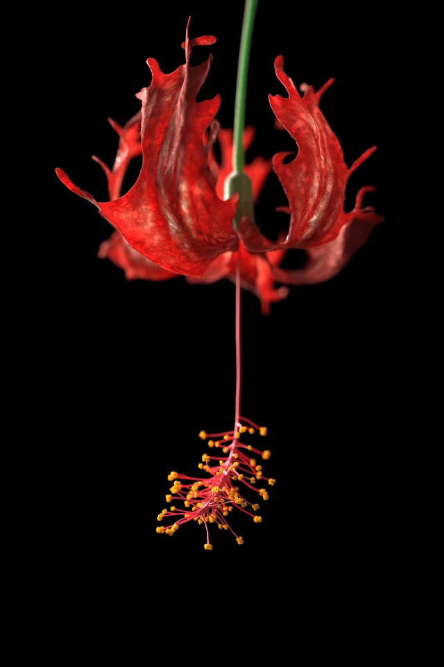 Flower — fully procedural modeling cover